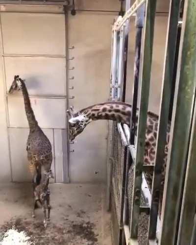 Papa Giraffe comes to the delivery room to see his newborn baby...