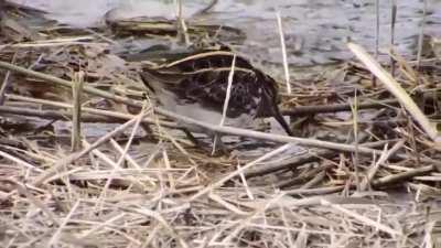 What's this groovin little dude