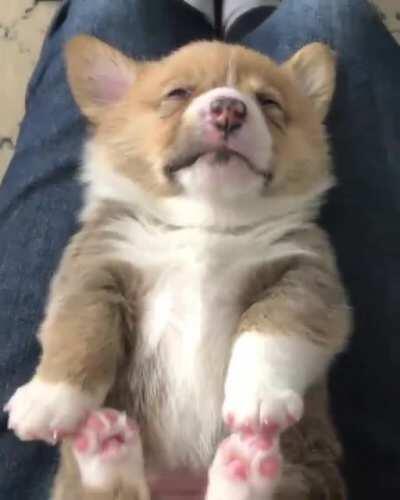 A snoozy loaf of bread