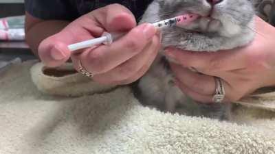 Had to take Prissy to the vet and the nurse showed me how to give her medicine. It turned out cuter than I thought!
