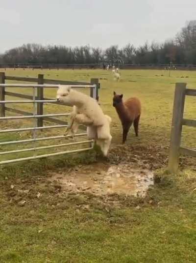 Alpacas jumping a puddle... wait for the swagger and style the last guy brought to the party!