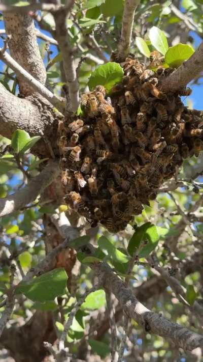 Tiny swarm has been here for 10 days, what can I do?