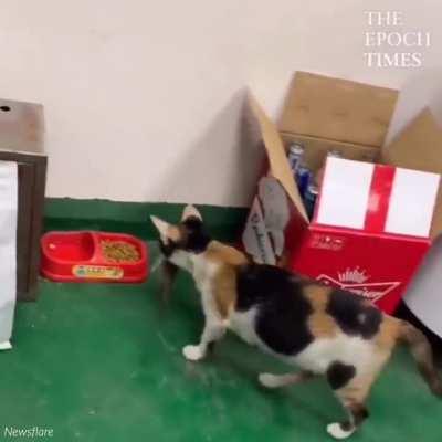 Cat And Mice Dine Together