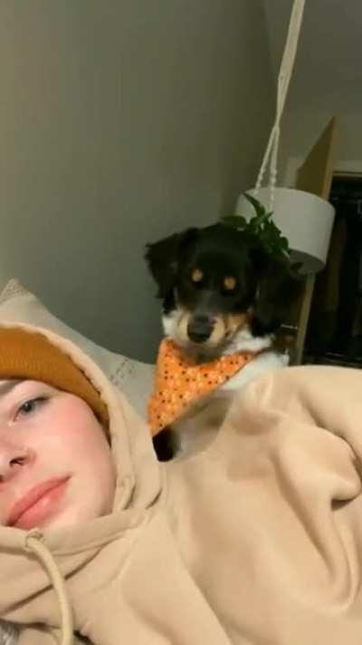 Dog's Hilarious Reaction To Kiss Rejection