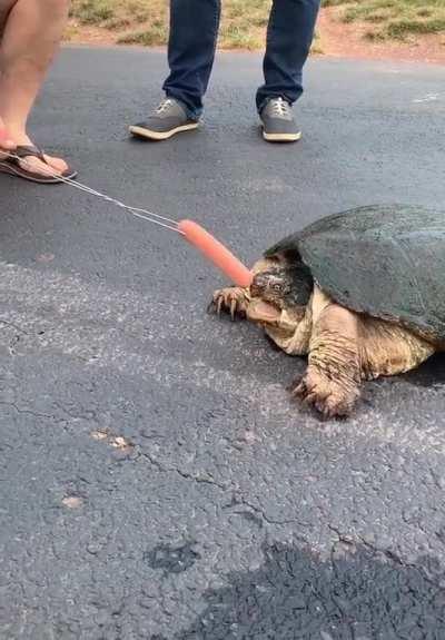 Snappy, the dick destroyer