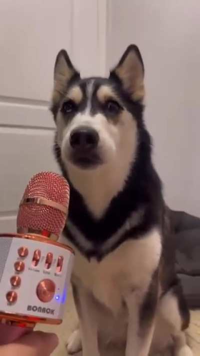 HMK I'm doing an interview 🎤🐶