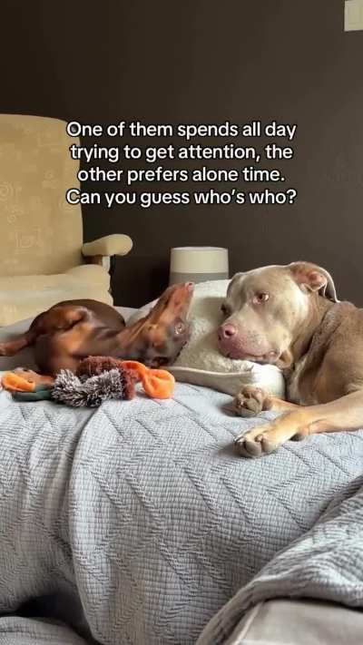 The answer is obvious