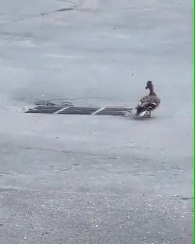 Another dumb duck parent