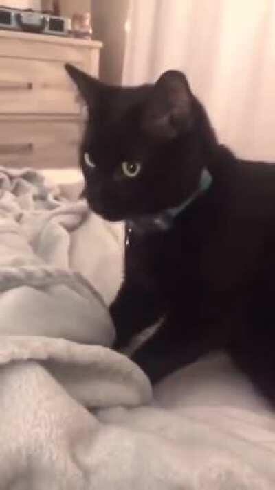 Cat slams into fan but with Half-Life sound effects