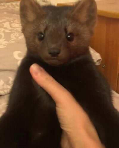 SiCk fuck sNaPs A bEaR cUb's nEck!!!