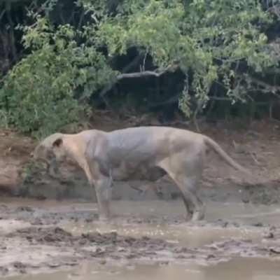 Lioness suffers venomous bite from a black mamba
