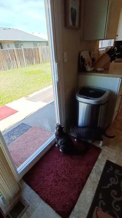 Esper still doesn't understand that grasshoppers land on the other side of the glass door. She does the glasshopper thing regularly.