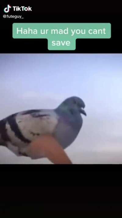 Pigeon dances to wap 👀🤧😭