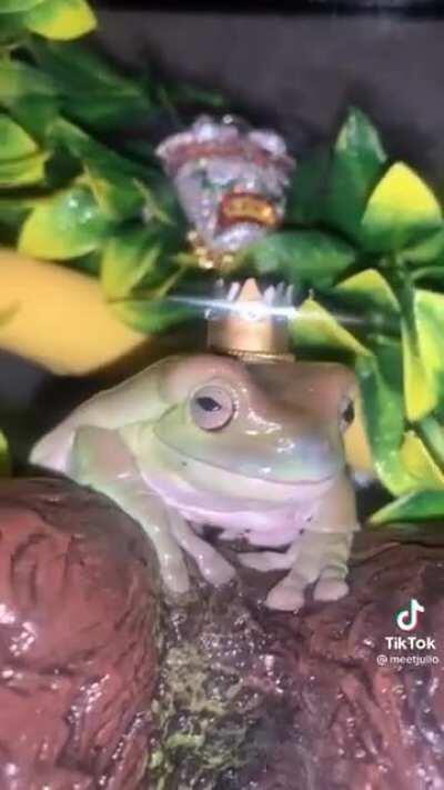 Tahm Kench mains when he gets a new skin