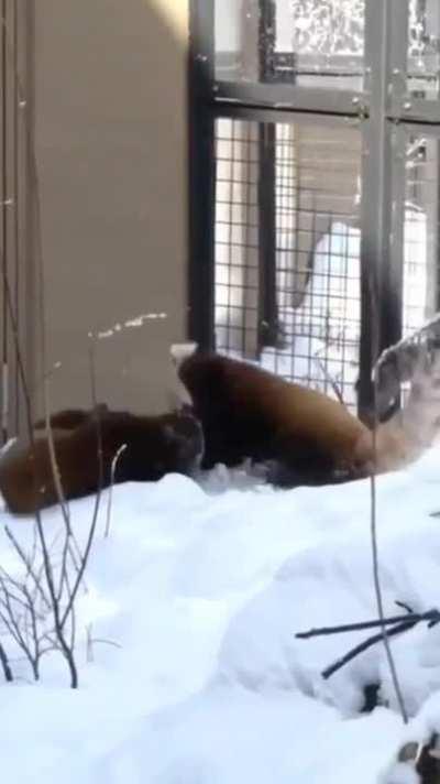 Two charming warriors engage in endearing warfare.