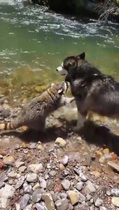 What did he tell him?