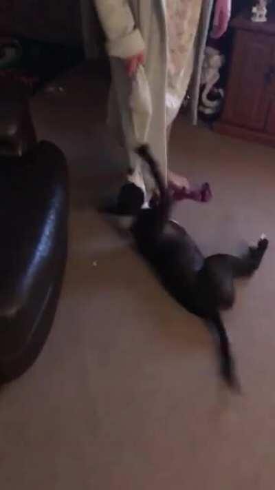 Puppy teeth are way too sharp