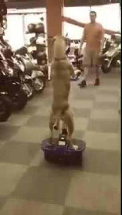 Why tf is it so funny when animals are doin shit they aren’t supposed to 😂😂