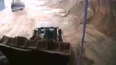 Dead or freshly planted?