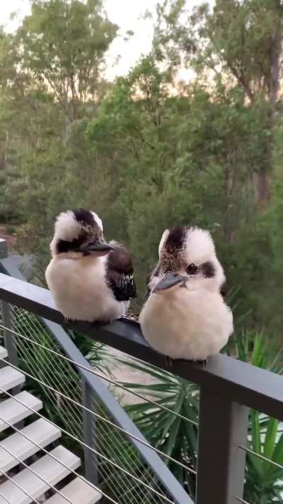 Baby Kookaburras