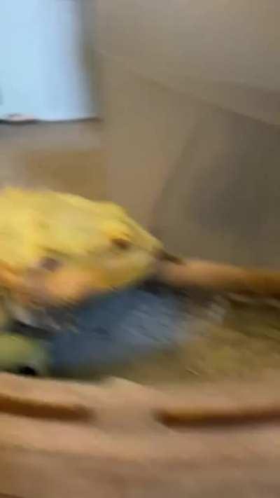 He was chilln then made eye contact with my husbands slippers and decided they were his mortal enemy.