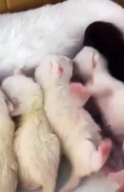 Mommy cat already facing with a sibling rivalry issue.