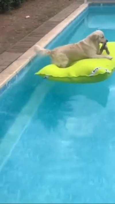 Dog Casually Floating On Cushion In Pool