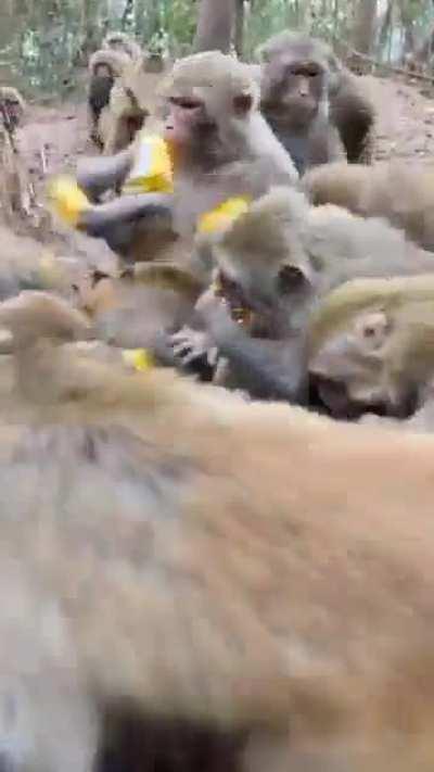 fuck that monkey that took like 5