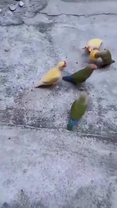 They brought their A game.