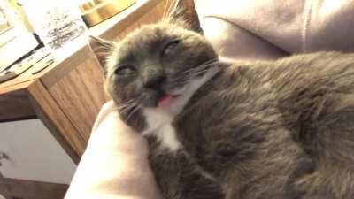 Adopted a cat today, think he’s broken...