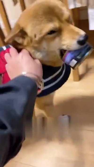 She really want to eat this meat can