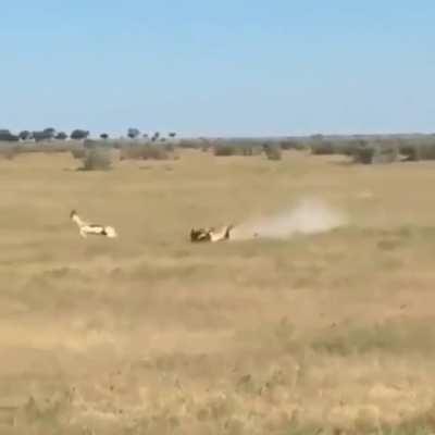 Life on the Serengeti is rough, especially when you don't pay attention.