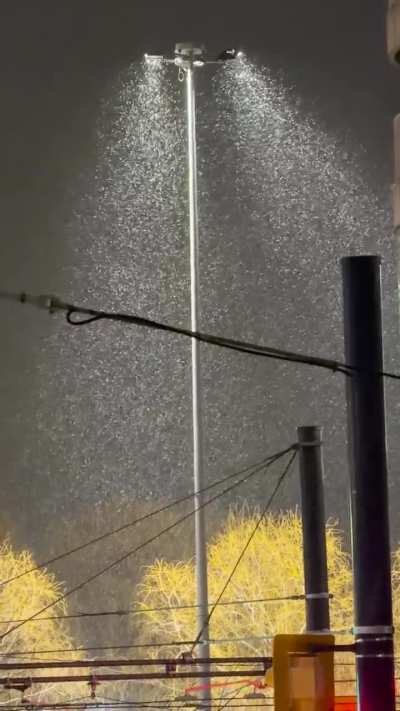 Gentle snowfall tonight