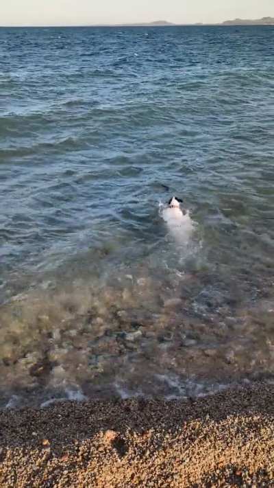 Water dog. Who knew!?