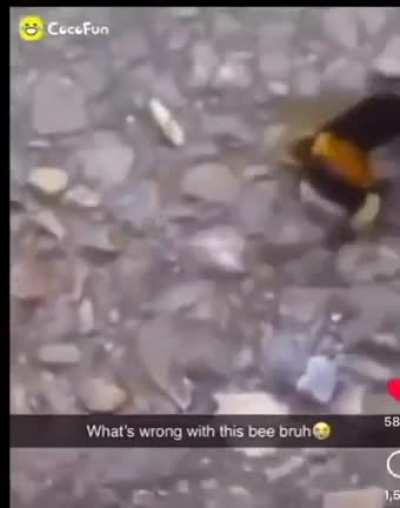 Damn bumble bee 😲