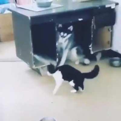 Husky asserting his dominance