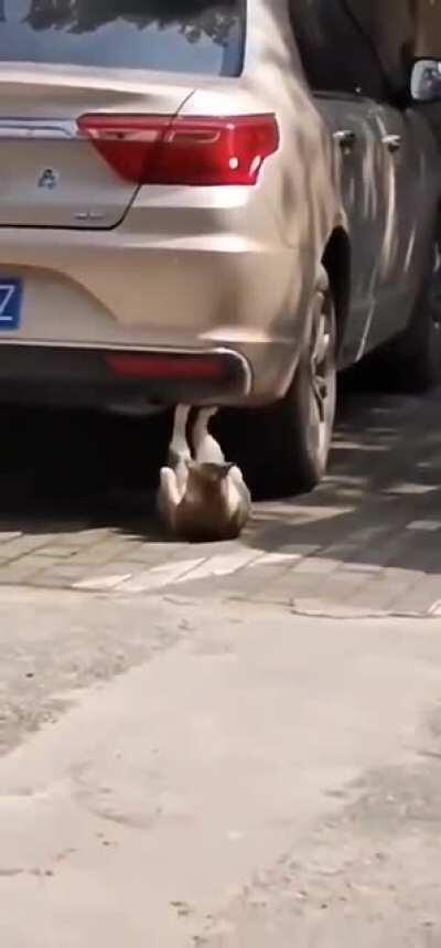 até o gato malhando e vc ai vendo reddit dos viewers kkkkkkkkkk