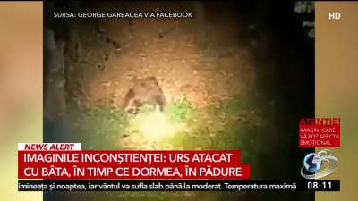 100 bărbați VS 1 gorilă? ❌ 1 român cu bâta VS 1 urs ✅