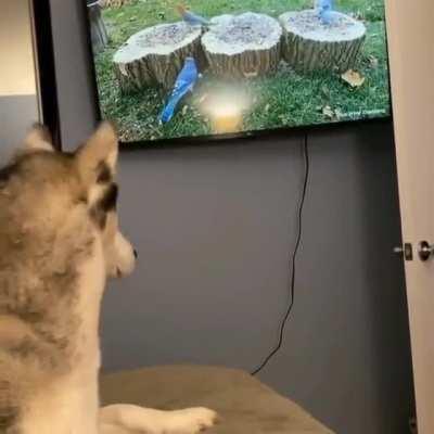 That rare moment when the Husky is the voice of reason.