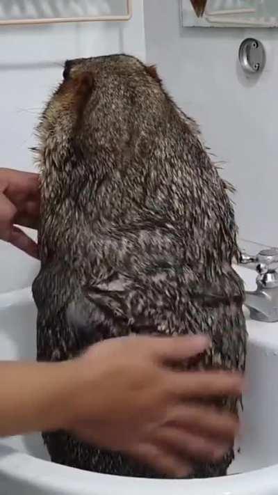 Marmot take a shower