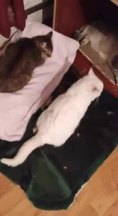 Босс-кошатница