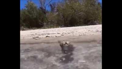 vicious tiger attack