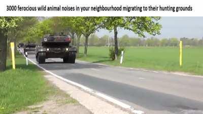 Anyone missing a cat or two?