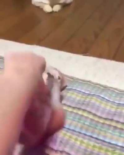 Don't mess with a kitten