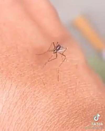 cuando te pide el tercer round