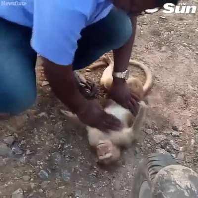 Taxi driver resuscitating a monkey