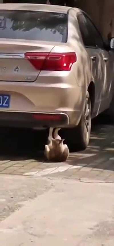 Getting shredded for summertime