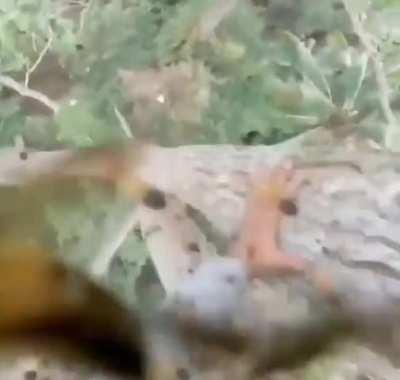 He went up there to smoke them out and accidentally dropped the smoke...