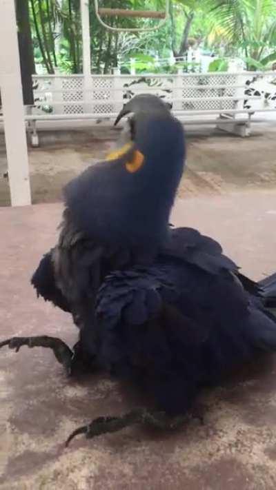 Blue boy being silly to brighten your day 💙🥰