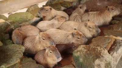 Capo queres ver un carpincho en un sauna???